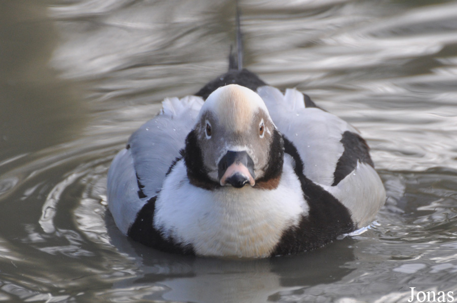 Bentley Wildfowl and Motor Museum