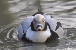 Bentley Wildfowl and Motor Museum