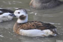 Bentley Wildfowl and Motor Museum