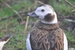 Bentley Wildfowl and Motor Museum