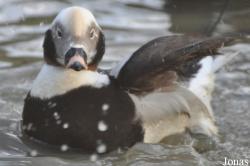 Bentley Wildfowl and Motor Museum