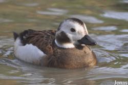 Bentley Wildfowl and Motor Museum