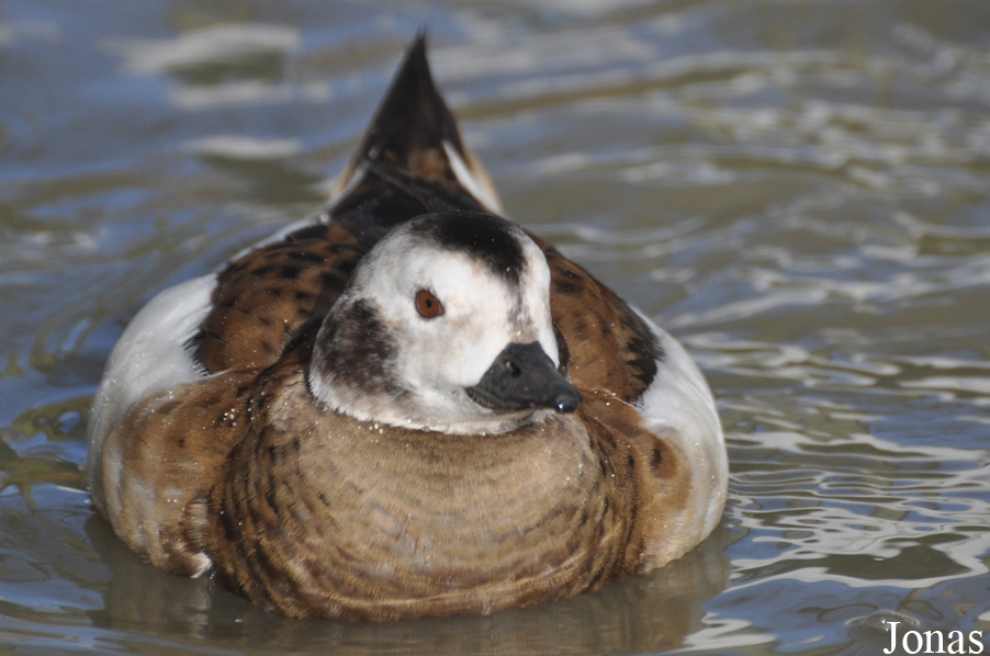 Bentley Wildfowl and Motor Museum