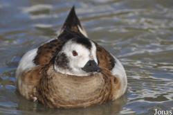 Bentley Wildfowl and Motor Museum