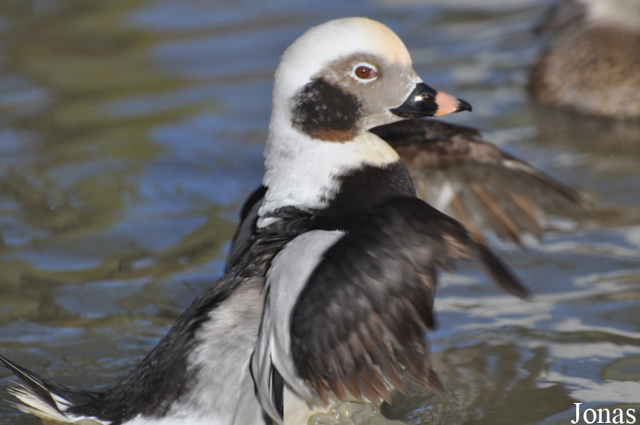 Bentley Wildfowl and Motor Museum