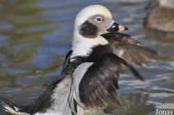 Bentley Wildfowl and Motor Museum