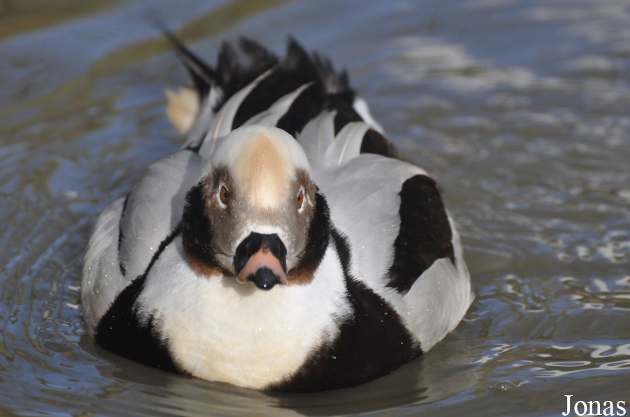 Bentley Wildfowl and Motor Museum