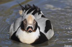 Bentley Wildfowl and Motor Museum
