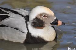 Bentley Wildfowl and Motor Museum
