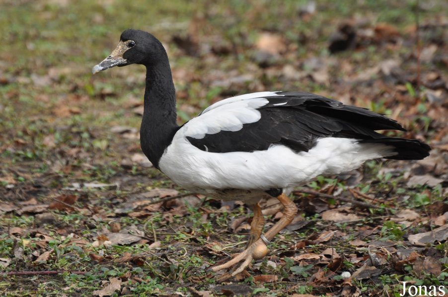 Bentley Wildfowl and Motor Museum