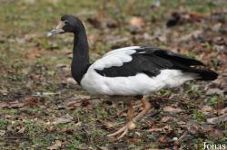 Bentley Wildfowl and Motor Museum