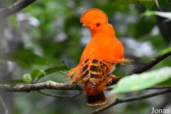 Rupicola rupicola