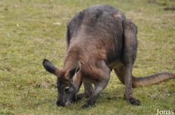 Opel-Zoo