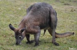 Opel-Zoo