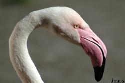Phoenicopterus roseus