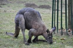 Opel-Zoo