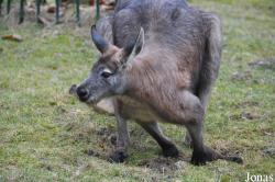 Opel-Zoo