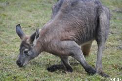 Opel-Zoo