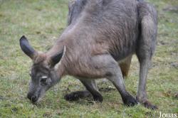 Opel-Zoo