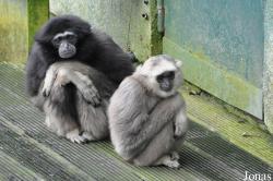 Opel-Zoo