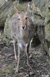 Opel-Zoo