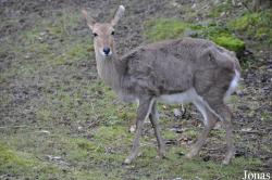 Redunca fulvorufula