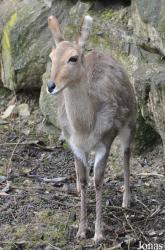 Opel-Zoo
