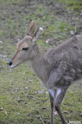 Opel-Zoo