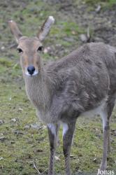 Opel-Zoo
