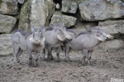 Opel-Zoo
