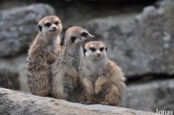 Opel-Zoo