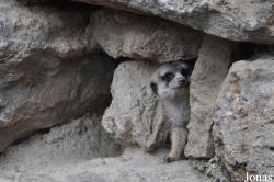 Opel-Zoo