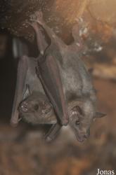 Leptonycteris curasoae