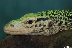 Varanus melinus