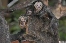 Zoologischer Garten Krefeld