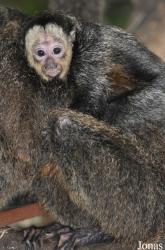 Zoologischer Garten Krefeld