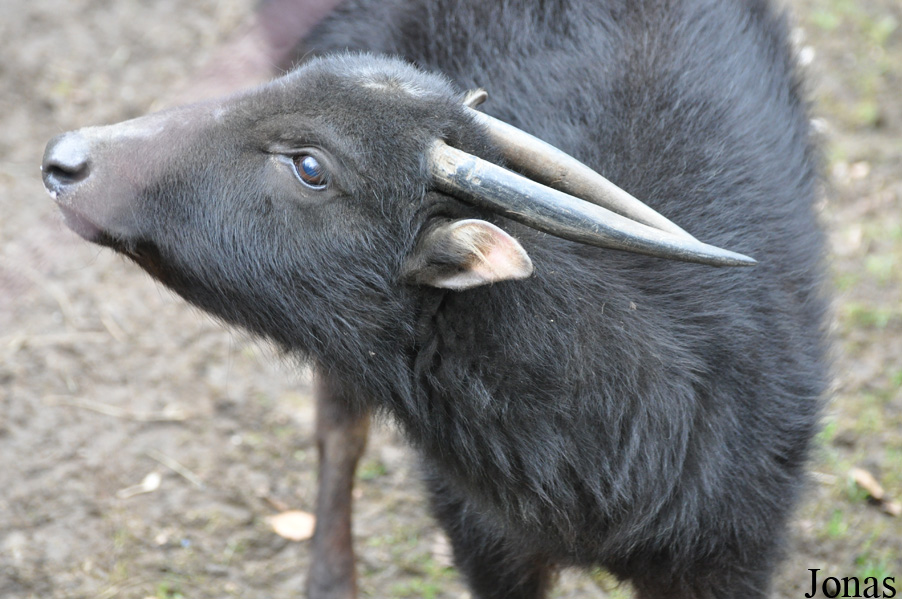 Zoologischer Garten Krefeld