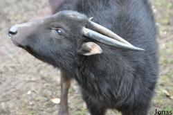 Zoologischer Garten Krefeld