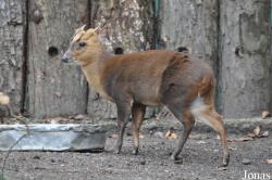 Zoologischer Garten Krefeld
