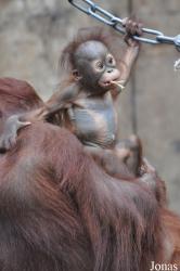 Zoologischer Garten Krefeld