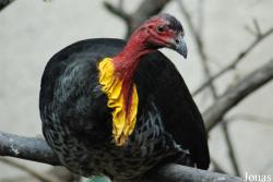 Megapodiidae