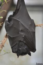 Zoologischer Garten Krefeld