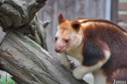Zoologischer Garten Krefeld