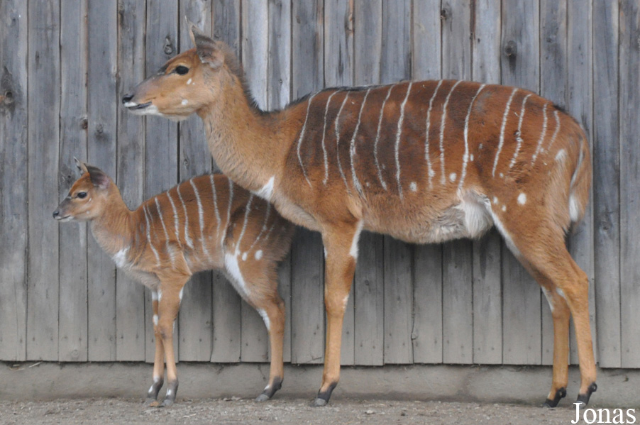 Zoologischer Garten Krefeld