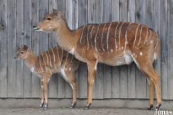 Zoologischer Garten Krefeld