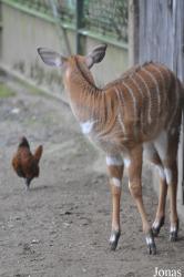 Zoologischer Garten Krefeld
