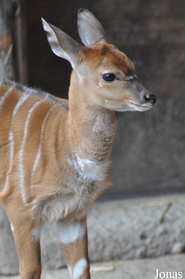 Zoologischer Garten Krefeld