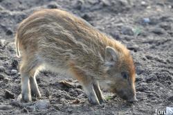 Wildfreigehege Nöttler Berg