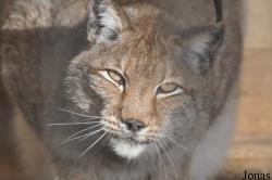 Wildfreigehege Nöttler Berg