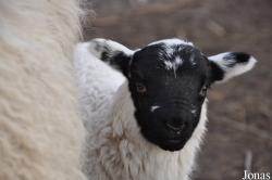 Mouton Scottish Blackface
